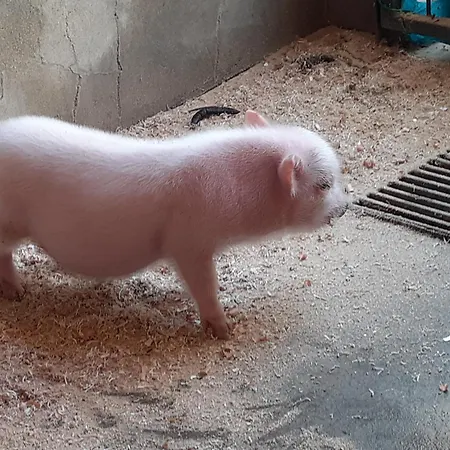 Noctua Villam