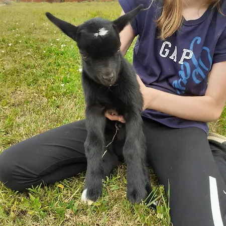 Noctua Villam Couette-café