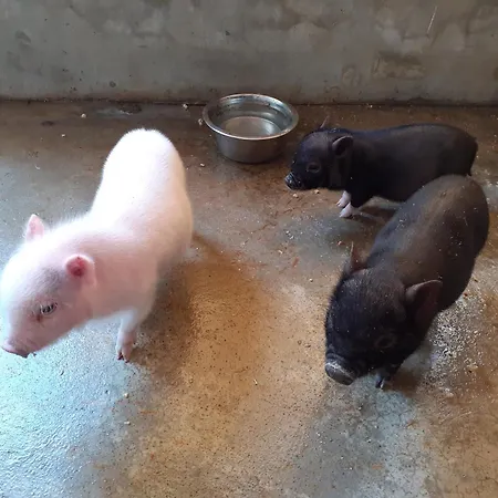 Noctua Villam Couette-café 3*