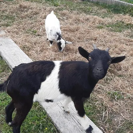 Noctua Villam Couette-café Marinha Grande