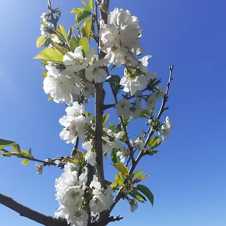 Couette-café Noctua Villam Marinha Grande