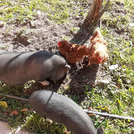 Noctua Villam Couette-café